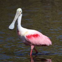 Roseate Spoonbill